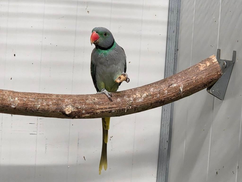 Diverse vogels aangeboden, Meerdere dieren