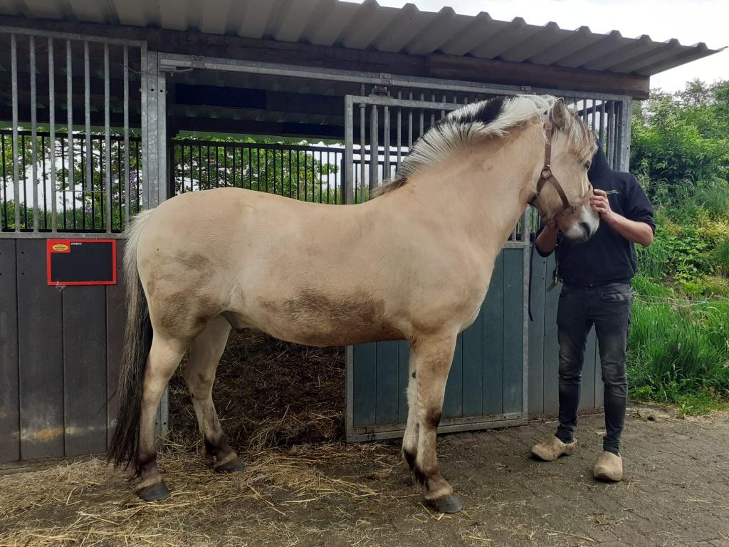 Fjordenpaarden, merries en ruin, Minder dan 160 cm, Met stamboom, 0 tot 2 jaar, Onbeleerd