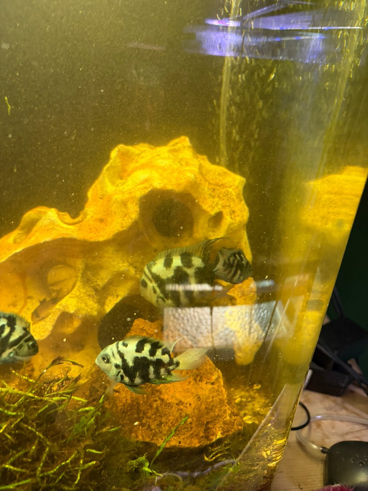 7 Polar Blue Parrot Cichlid, Vis