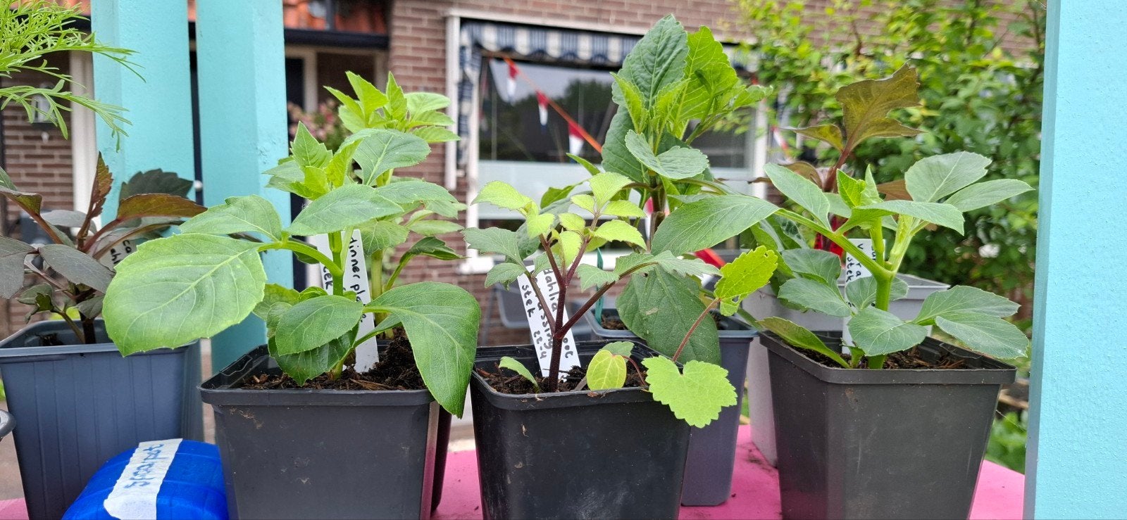Dahlia stekken, Tuin en Terras, Ophalen, Overige soorten, Volle zon