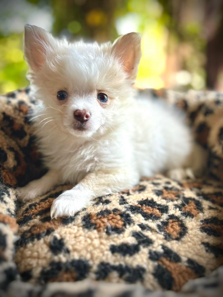 Pomchi pup reutje pomeriaan x chihuahua puppy 🐾💙, Reu, 8 tot 15 weken, Parvo, Eén hond