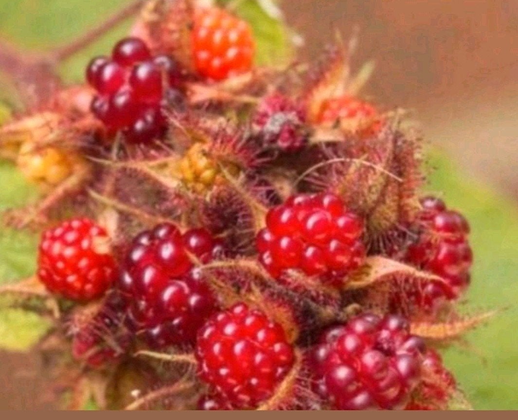 Stekken Japanse Wijnbes - Rubus phoenicolasius, Ophalen of Verzenden