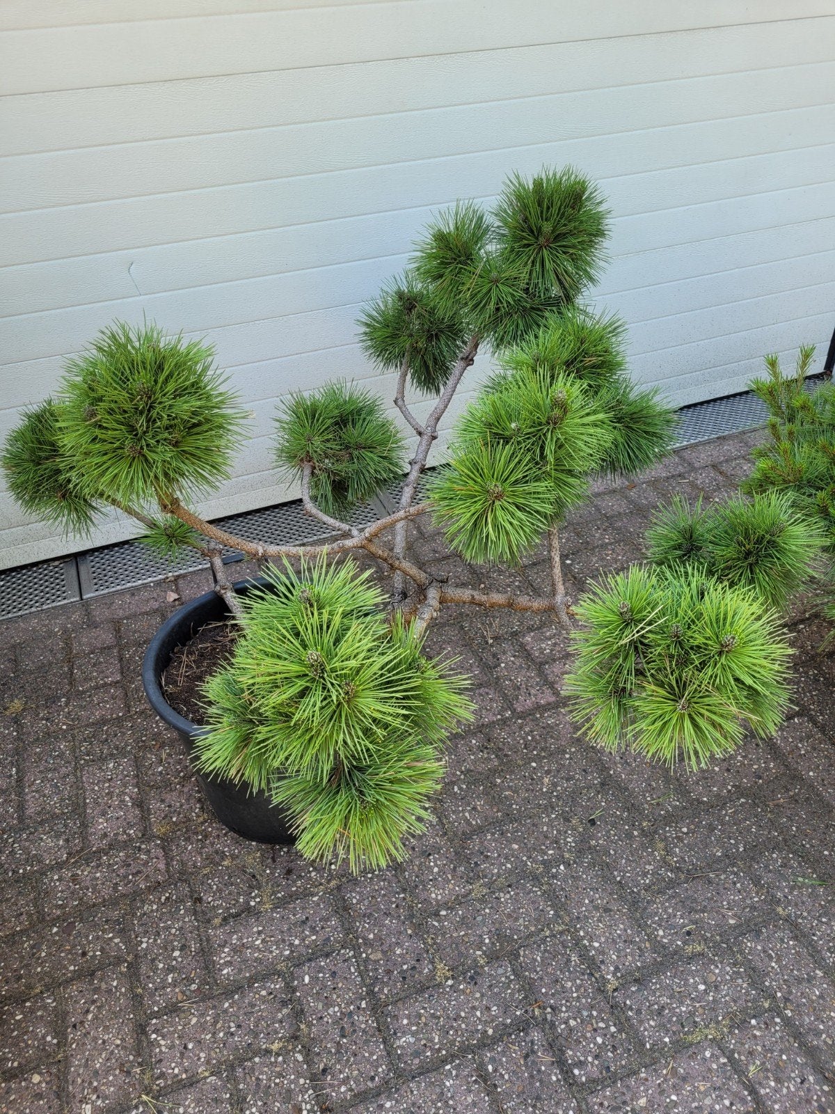 Pinus Nigra nana Pon Pon - Japanse Zwarte Den, Tuin en Terras, Ophalen, Overige soorten, Volle zon