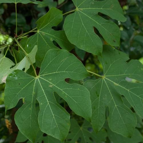 Firmiana simplex, Ophalen, Overige soorten