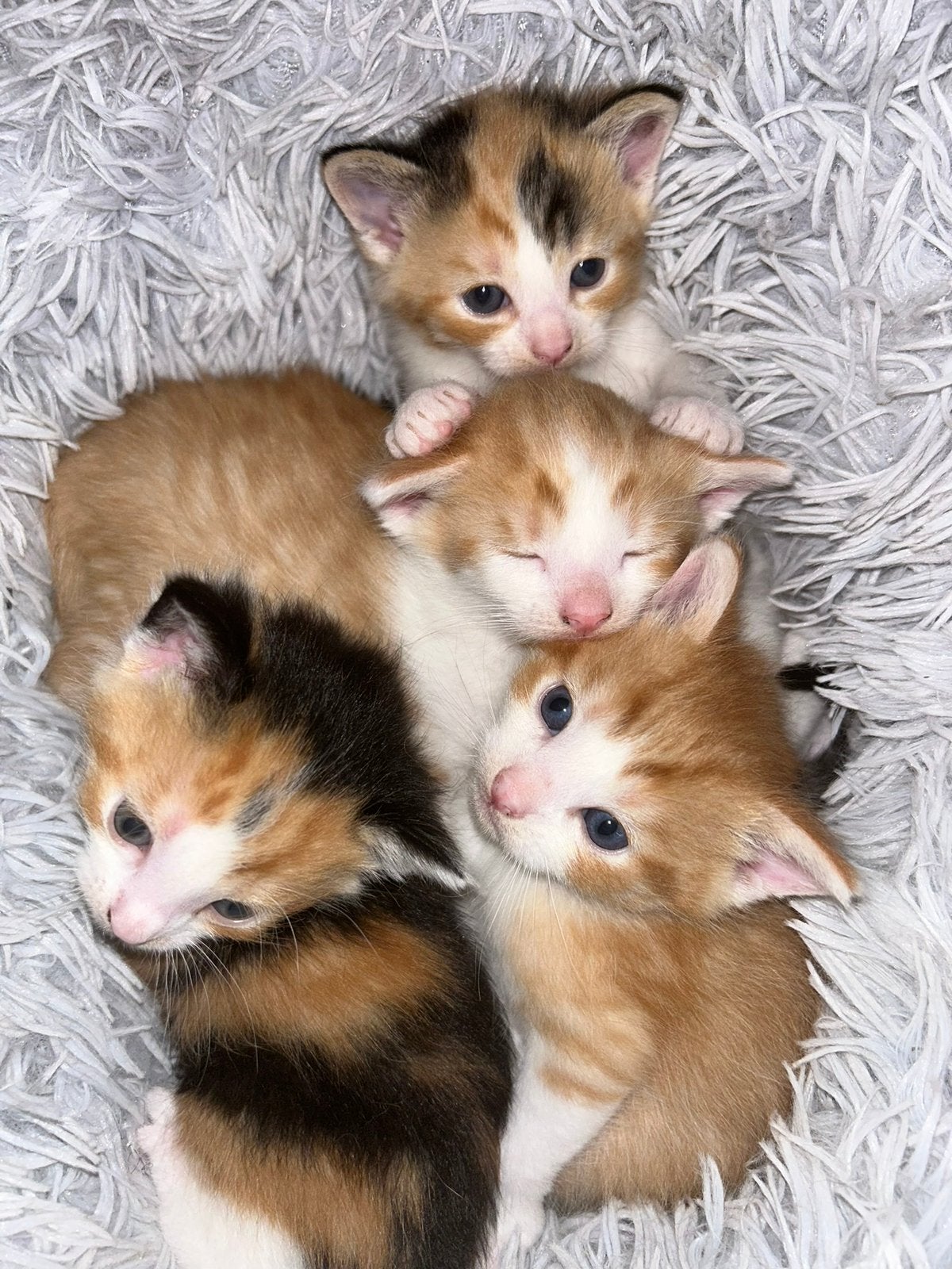 Kitten, Meerdere dieren, Kortharig, 0 tot 2 jaar