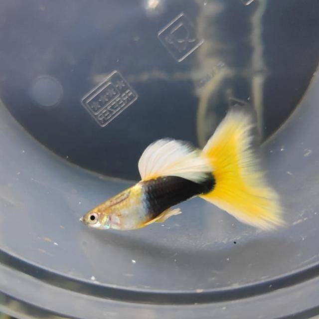 Poecilia reticulata GOLDEN YELLOW TUXEDO 1man/2 vrouw, Dieren en Toebehoren, Vissen | Aquariumvissen, Vis, Zoetwatervis