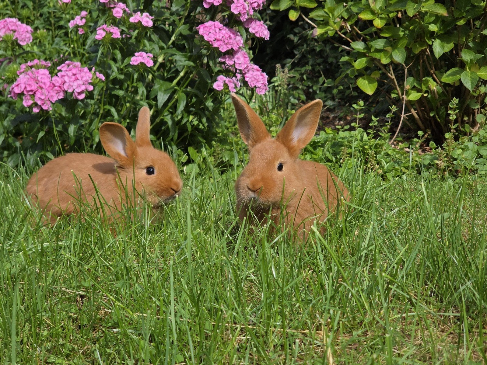 Thrianta konijnen, Dieren en Toebehoren, Mannelijk