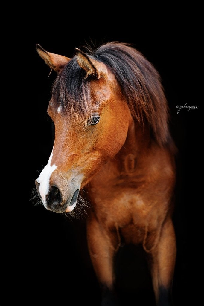 Arabier Arabisch jaarling hengst 2025, Dieren en Toebehoren, Pony's, E pony (1.48m - 1.57m), Met stamboom, Dressuurpony, 0 tot 2 jaar