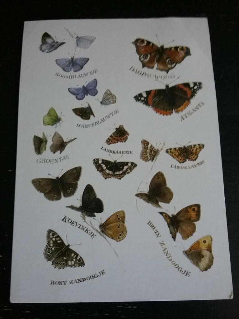 Ansichtkaart met 10 verschillende vlinders., Ophalen of Verzenden, 1980 tot heden, Gelopen, Overige soorten