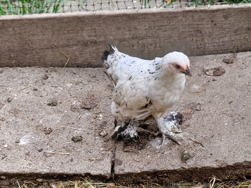 Sabelpoot kriel nog 2 hennen beschikbaar, Vrouwelijk, Kip