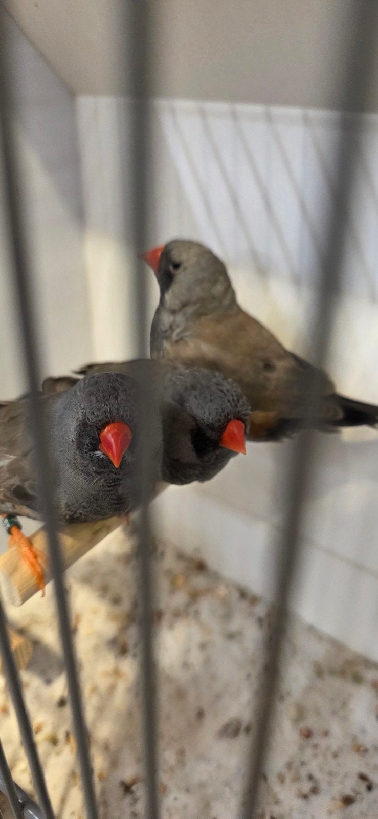 3-0  charcoal zebravinken, Dieren en Toebehoren, Vogels | Overige Vogels, Meerdere dieren, Tropenvogel, Geringd