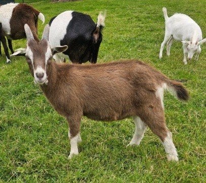 Toggenburger bok CAE en CL vrij, Dieren en Toebehoren, Mannelijk, Geit, 0 tot 2 jaar