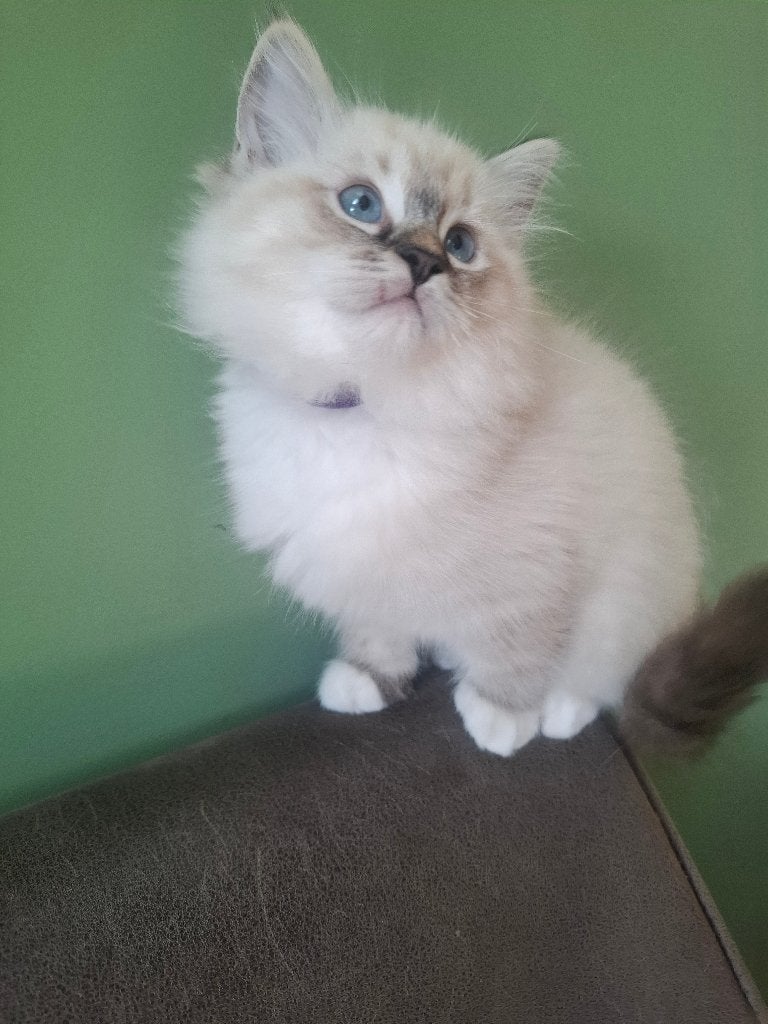 Prachtige Ragdoll kittens met stamboom, Meerdere dieren, Met stamboom, 0 tot 2 jaar