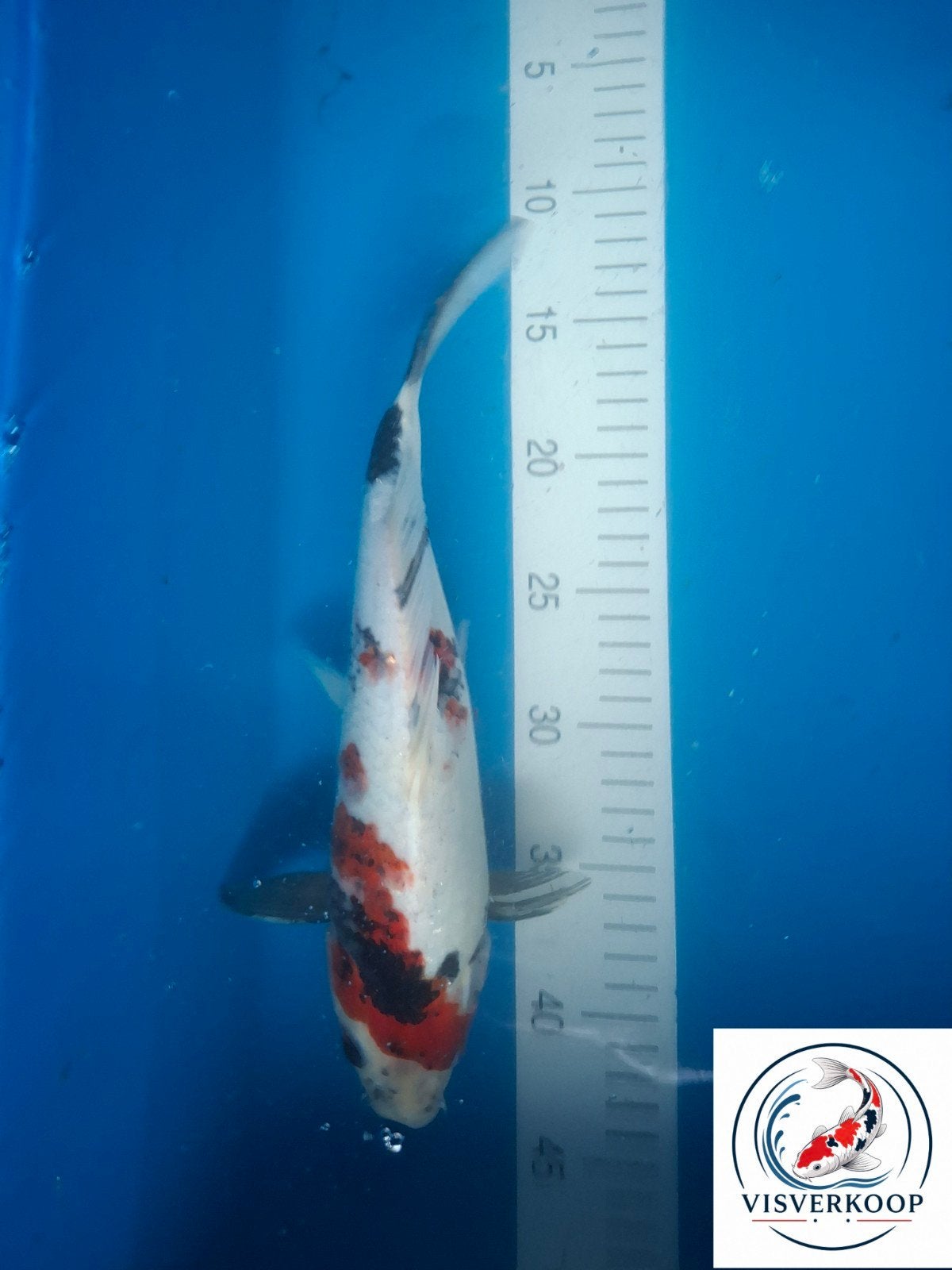 Koi Showa., Dieren en Toebehoren, Karper of Koi