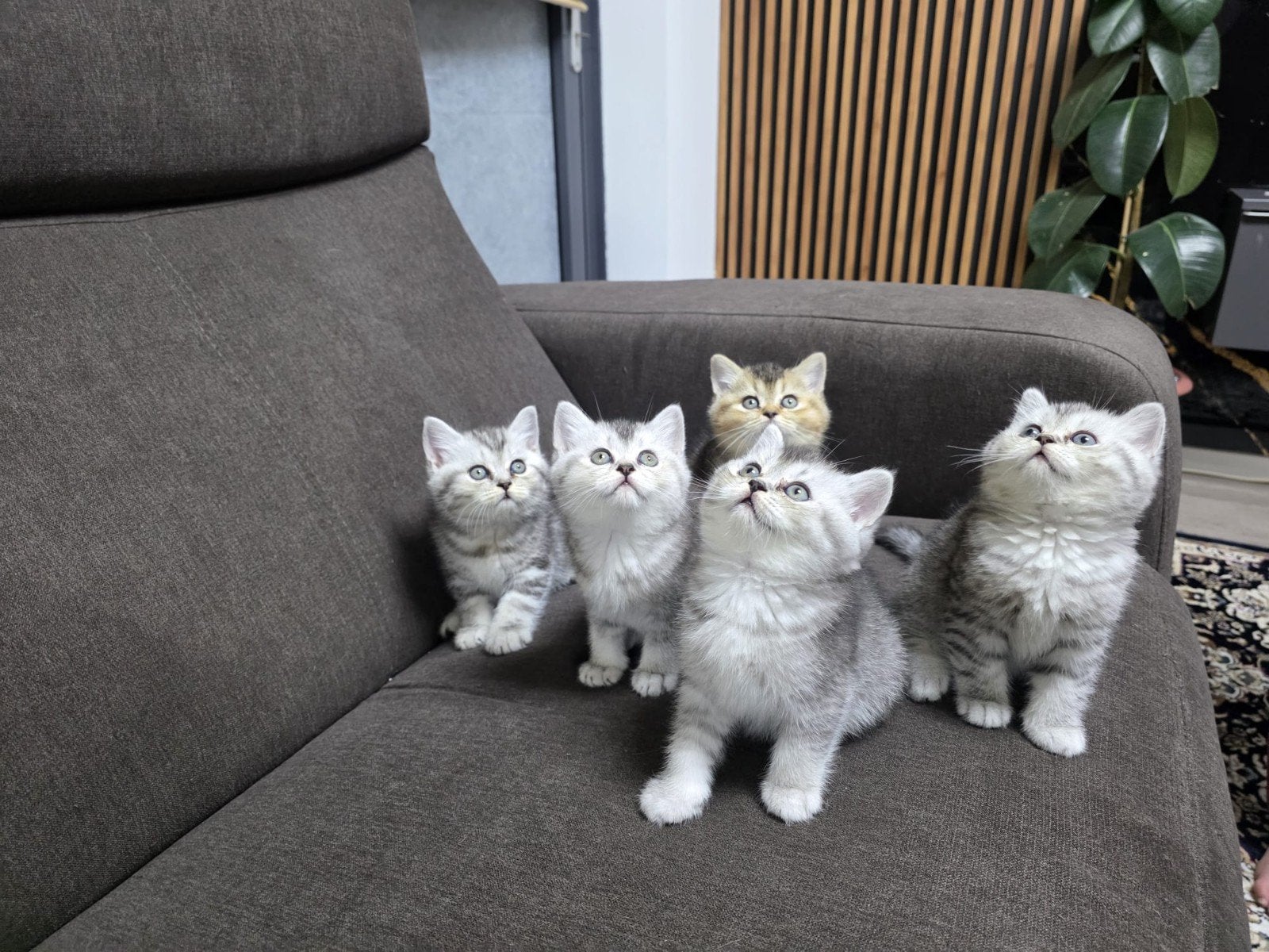 BKH raszuiver brits korthaar100%kittens, Ontwormd