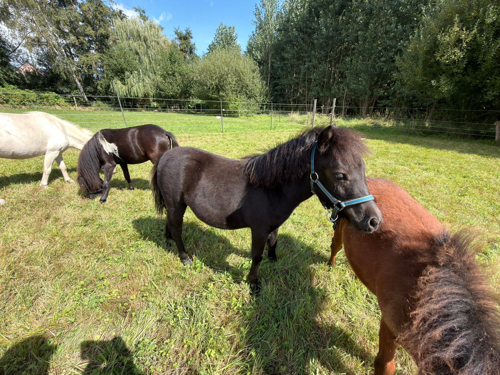 NMPRS,Merrie,Zwart,Minipaard,Miniatuurpaard,pony, Merrie