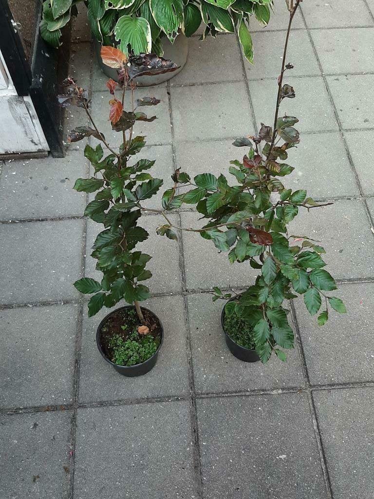 HAAG Fagus sylvatica 'Atropunicea' Bruine Rode beuk in pot, Verzenden, Lente, Vaste plant, Halfschaduw