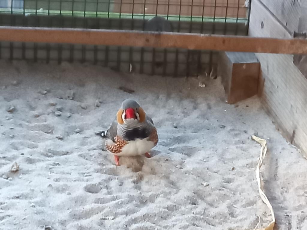 3 zebra vink man te koop te ruil, Mannelijk