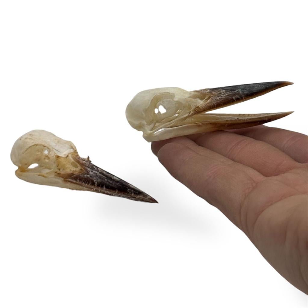 Witkraag ijsvogel schedel, Verzamelen, Ophalen of Verzenden, Nieuw, Beeldje of Figuurtje