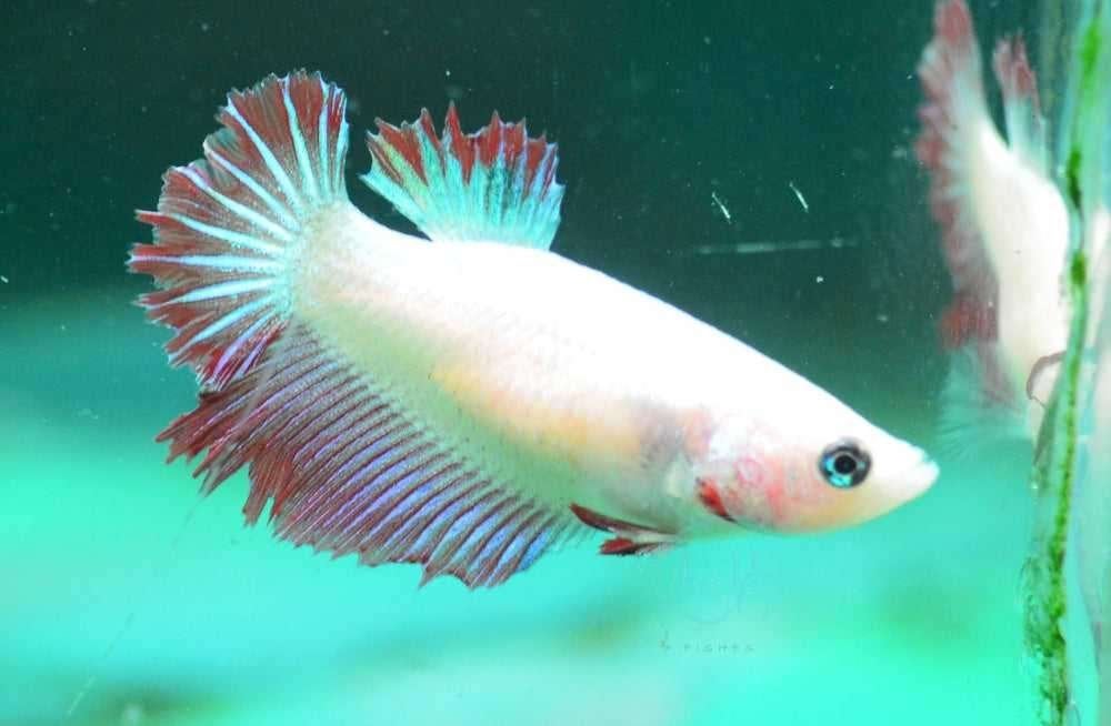 Mooie Betta vrouw 6 maanden oud, Vis, Zoetwatervis