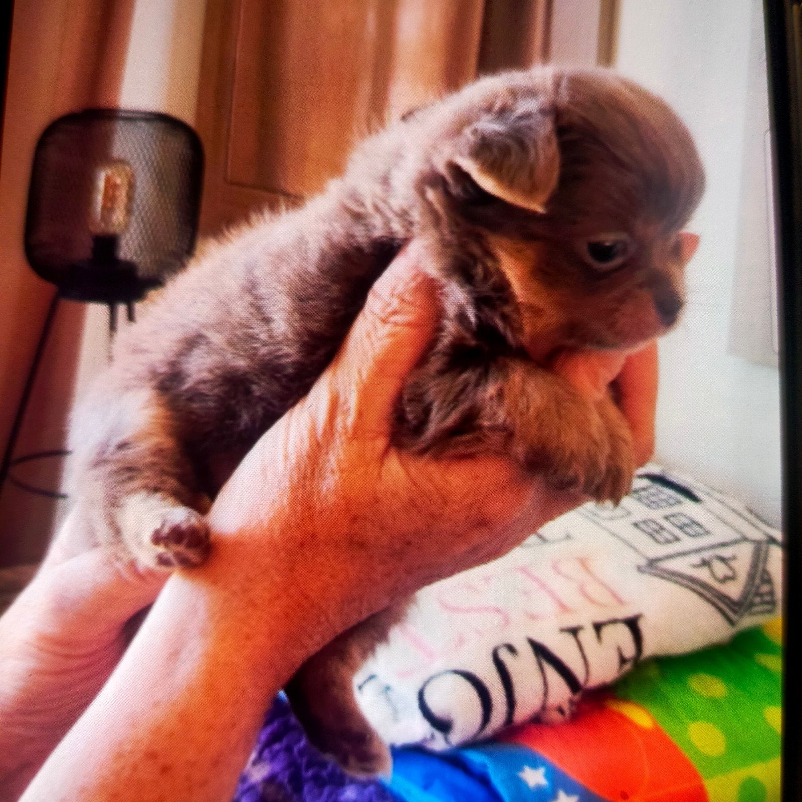 Nog 2 chihuahua pups.., Parvo, 8 tot 15 weken, Meerdere, Meerdere dieren