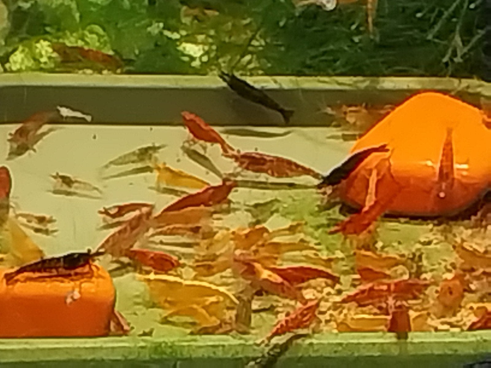 Neocardina garnalen, Dieren en Toebehoren, Vissen | Aquariumvissen, Kreeft, Krab of Garnaal
