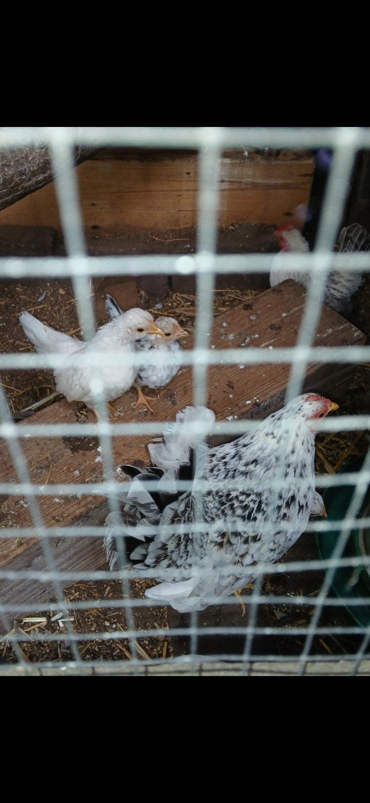 serama hennen, Dieren en Toebehoren, Pluimvee, Vrouwelijk, Kip