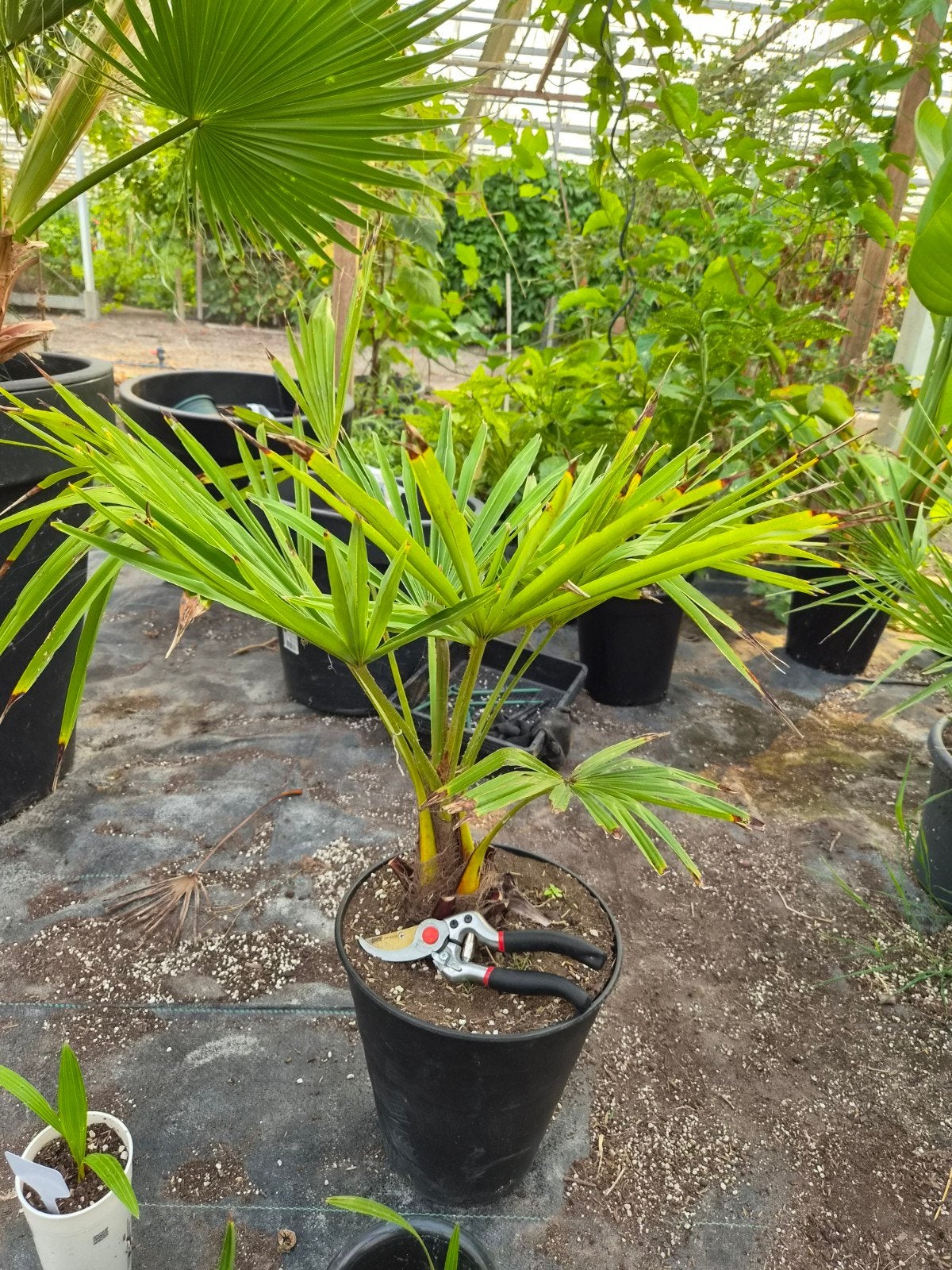 Trachycarpus Fortunei - Winterharde Palmboom, Ophalen, Overige soorten, Volle zon
