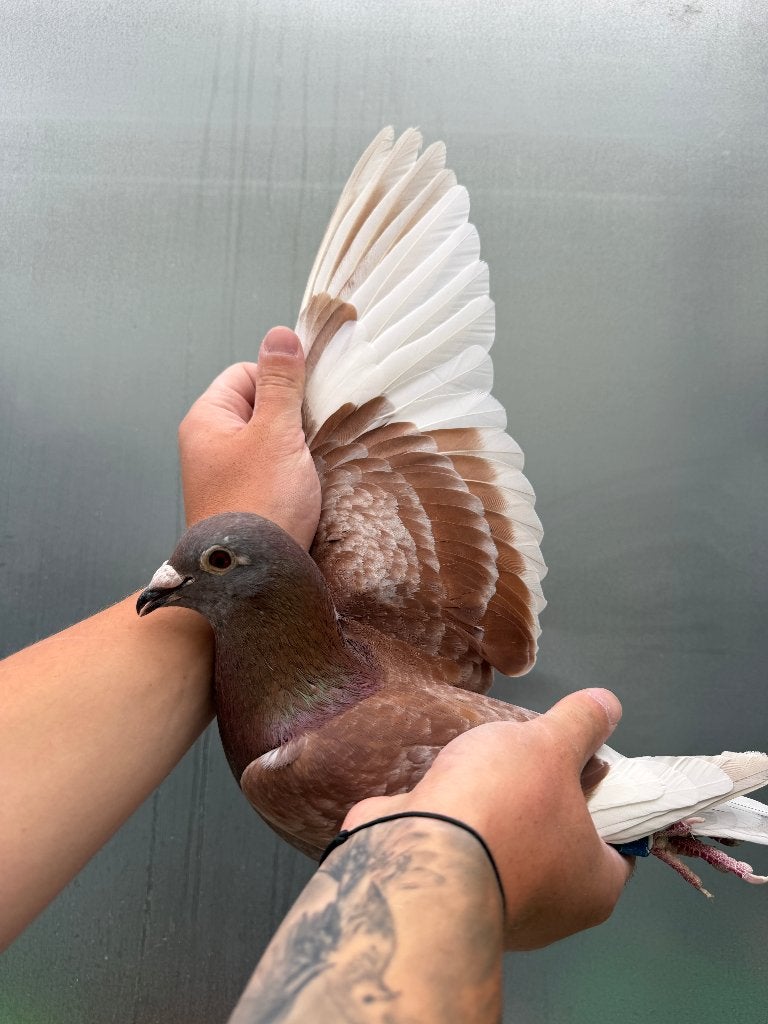 Post duif, Dieren en Toebehoren, Vogels | Duiven, Mannelijk, Postduif