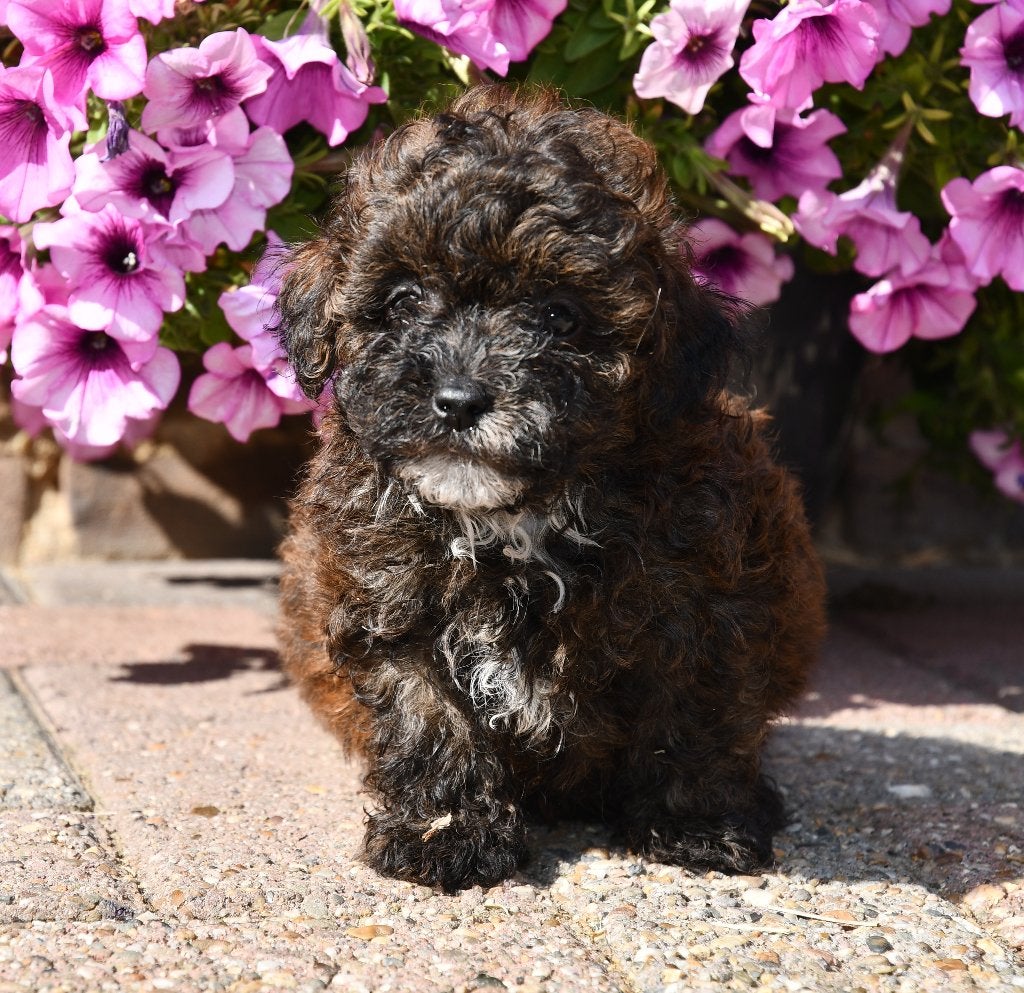 Super mooie Boomer X Toy Poedel(Toy Doodle) pups, Dieren en Toebehoren, Honden | Chihuahua's en Gezelschapshonden, Parvo, Nederland