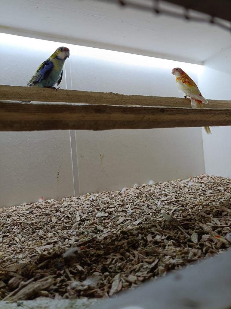 Koppel Bleekkop rosella opaline, Meerdere dieren, Geringd