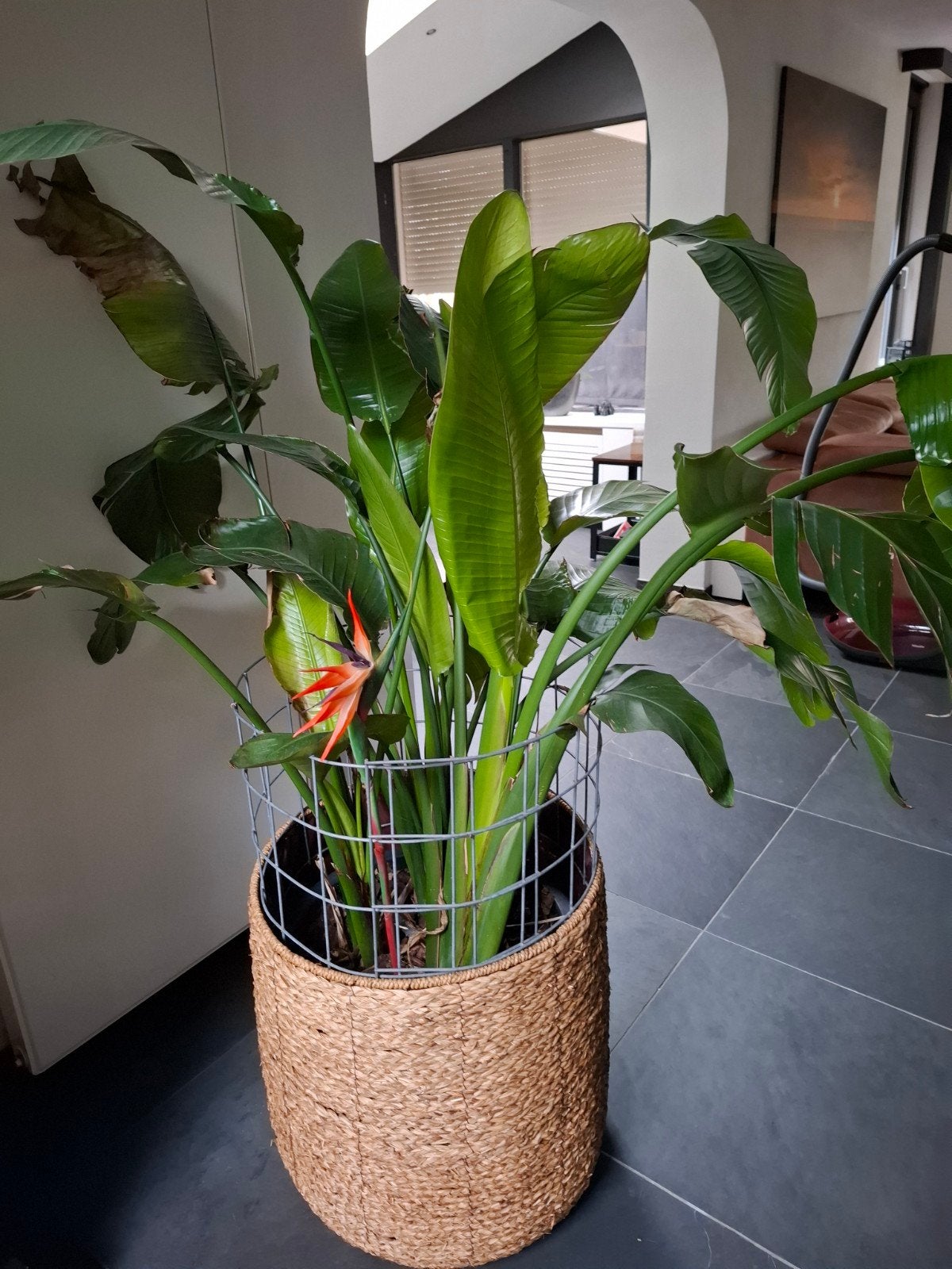 Strelitzia Nicolai plant met rieten mand/pot, Ophalen, 100 tot 150 cm, Overige soorten, In pot