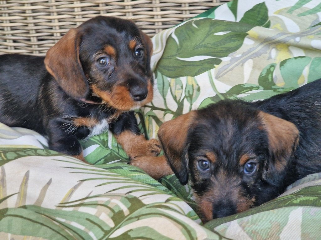 Ruwharige teckel pup, 8 tot 15 weken, Dwerg, Meerdere, Meerdere dieren