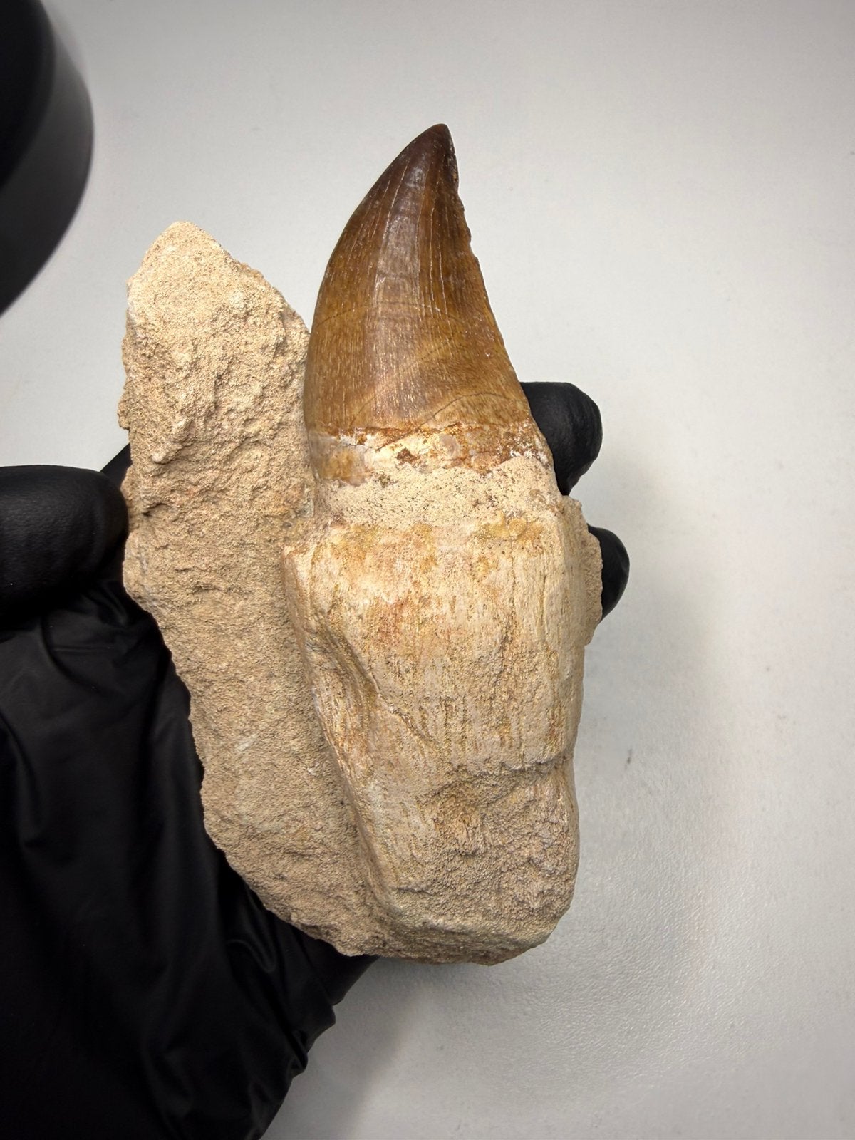 Volledig gewortelde Mosasaurus tand in matrix. Fossielen, Verzamelen, Ophalen of Verzenden, Fossiel