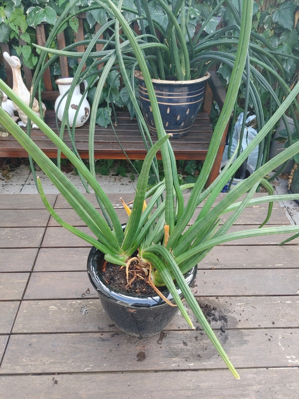 Sansevieria Cylindrica - Decoratieve Kamerplant, Ophalen of Verzenden, Vaste plant, Overige soorten, Volle zon