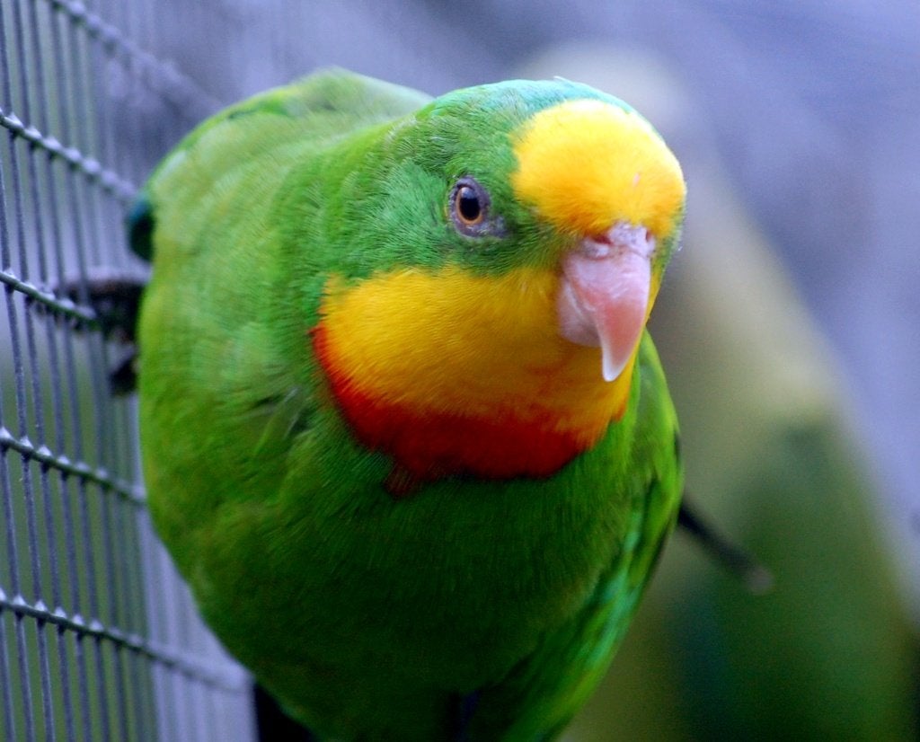 ZUIVERE WILDKLEUR BARRABAND PARKIETEN DNA GESEKST!, Dieren en Toebehoren, Vogels | Parkieten en Papegaaien, Meerdere dieren, Parkiet