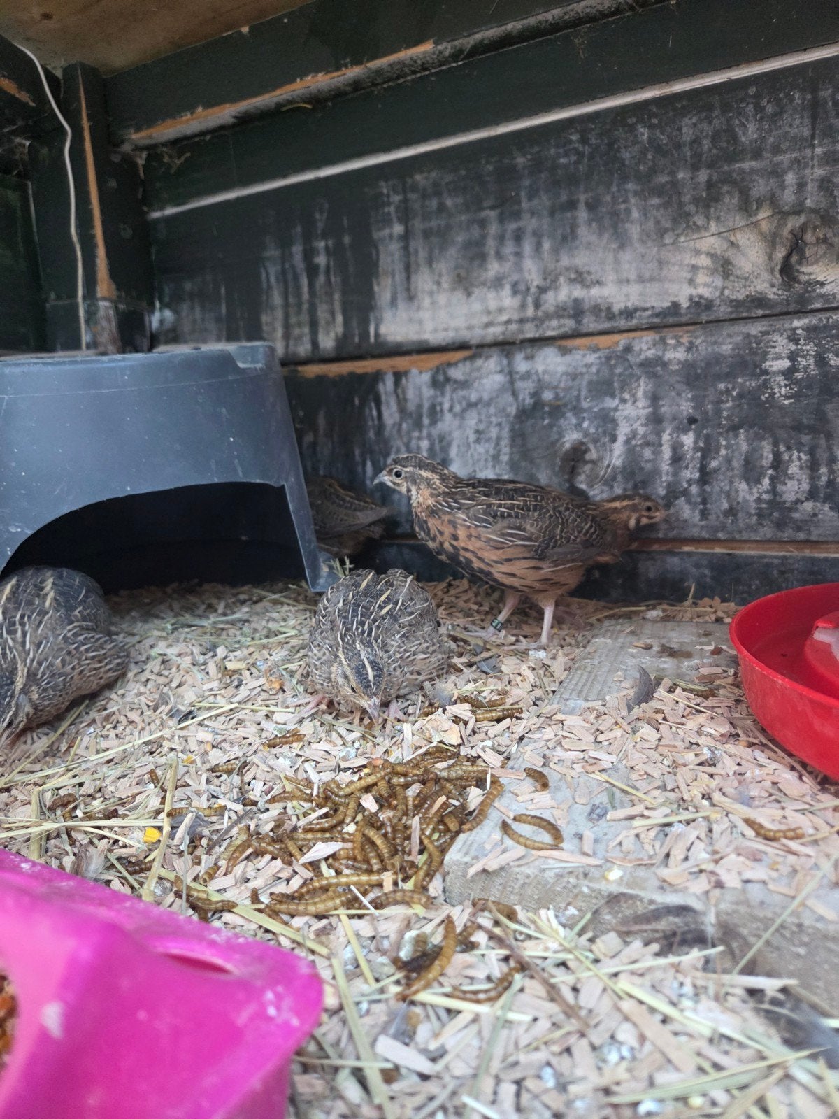 2 harlekijn kwartels haantjes, Dieren en Toebehoren, Mannelijk, Kip
