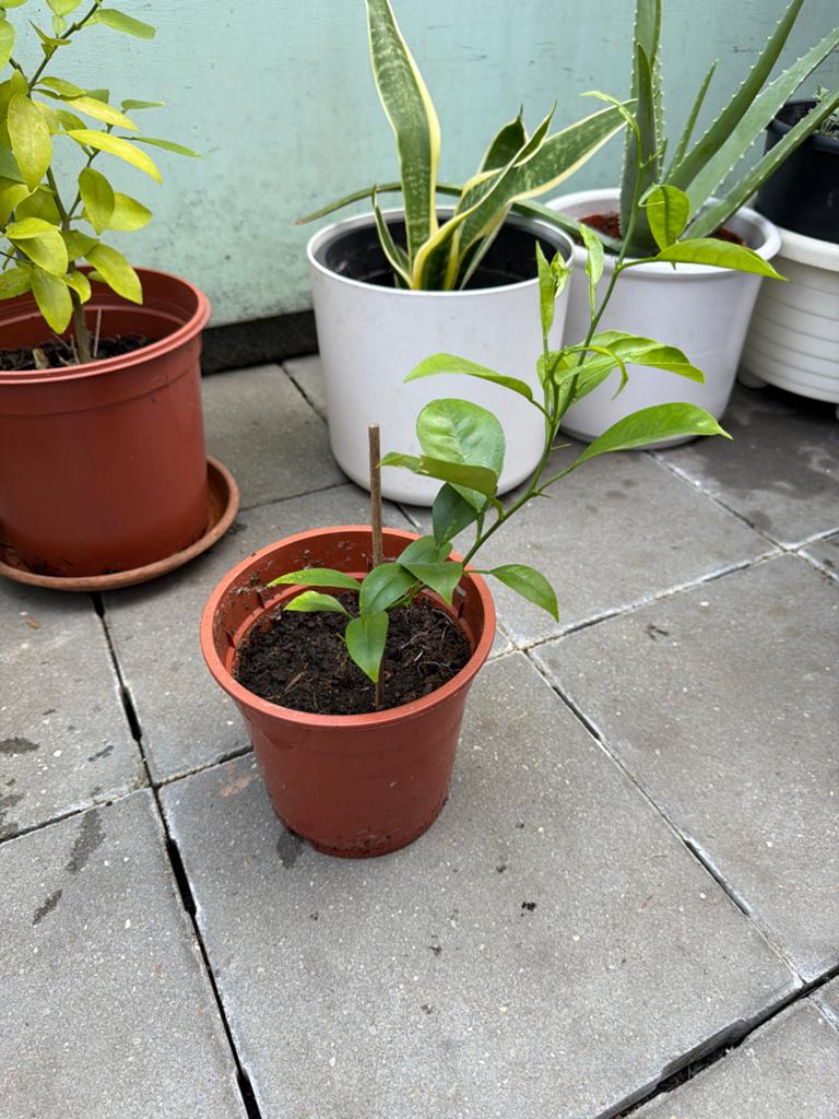 Citroenplant - Jonge Citrusplant voor Thuis of Tuin, Volle zon, Vaste plant, Ophalen of Verzenden, Fruitplanten