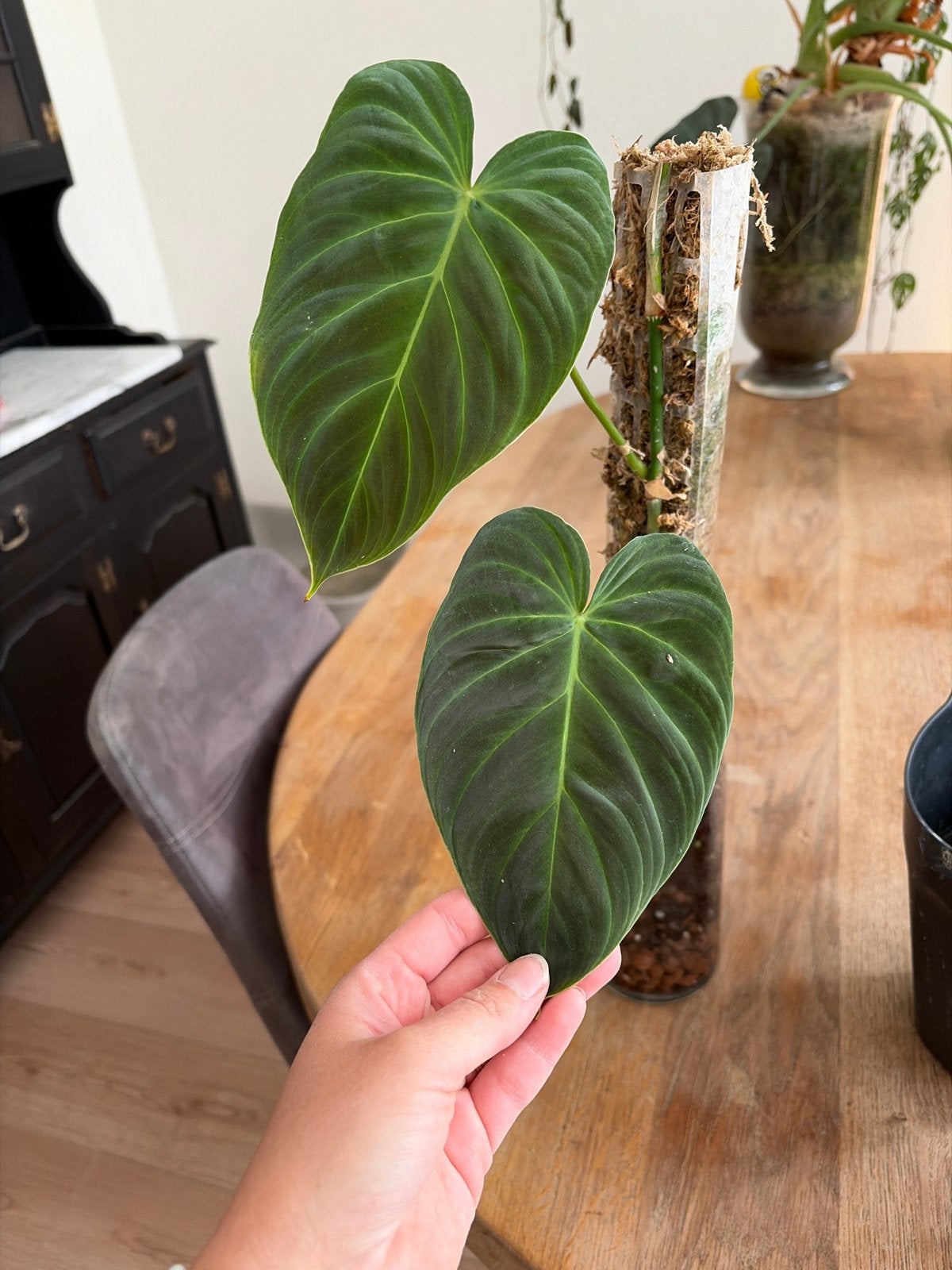 Philodendron gloriosum  - Prachtige fluwelen bladeren, Ophalen, Overige soorten, Halfschaduw, In pot