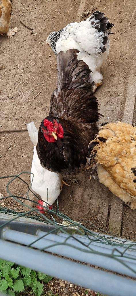 BRAHMA KIPPEN, Meerdere dieren, Kip
