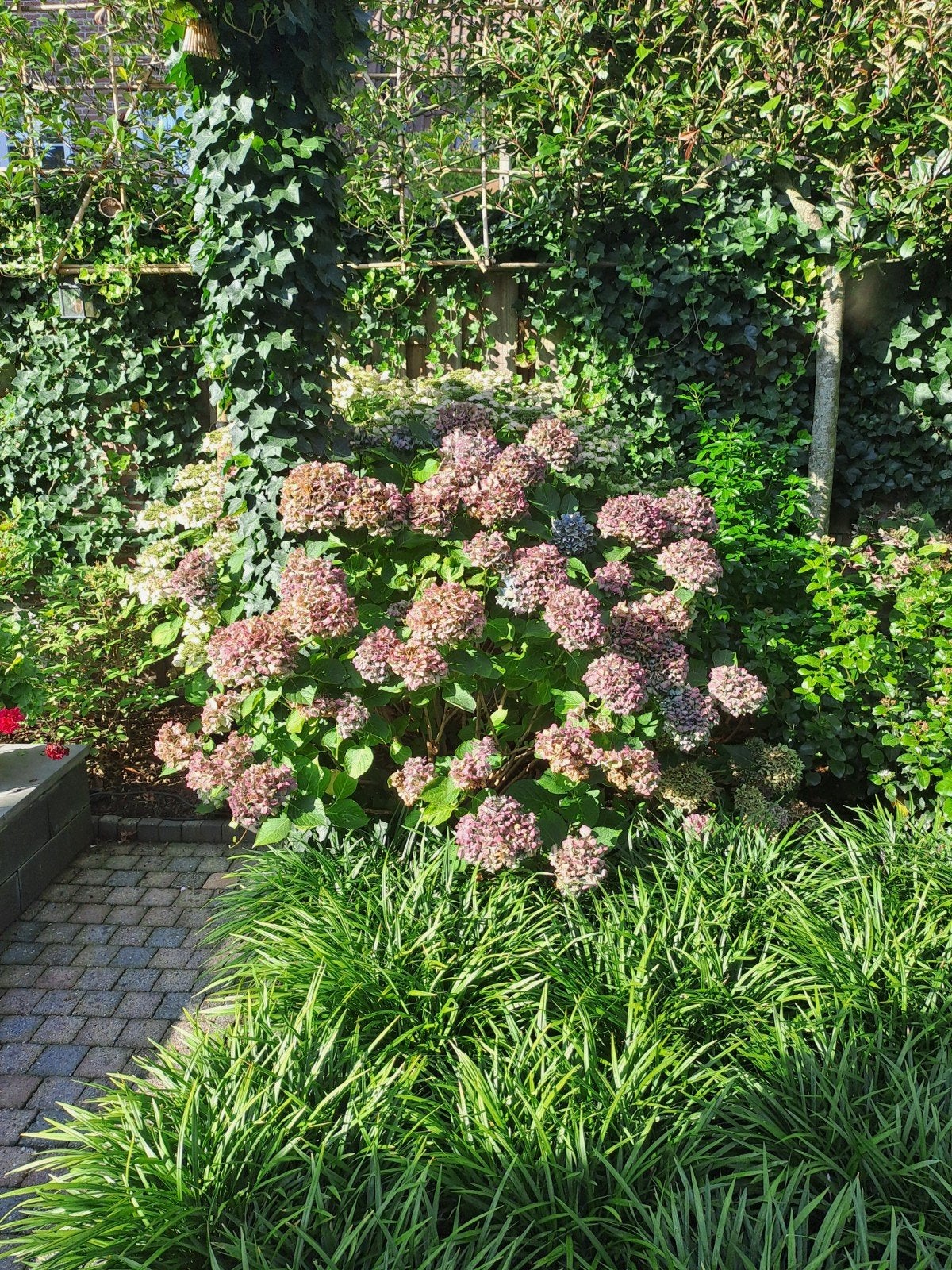 Te koop, zéér  grote hortensia, Tuin en Terras, Ophalen, Hortensia, Minder dan 100 cm