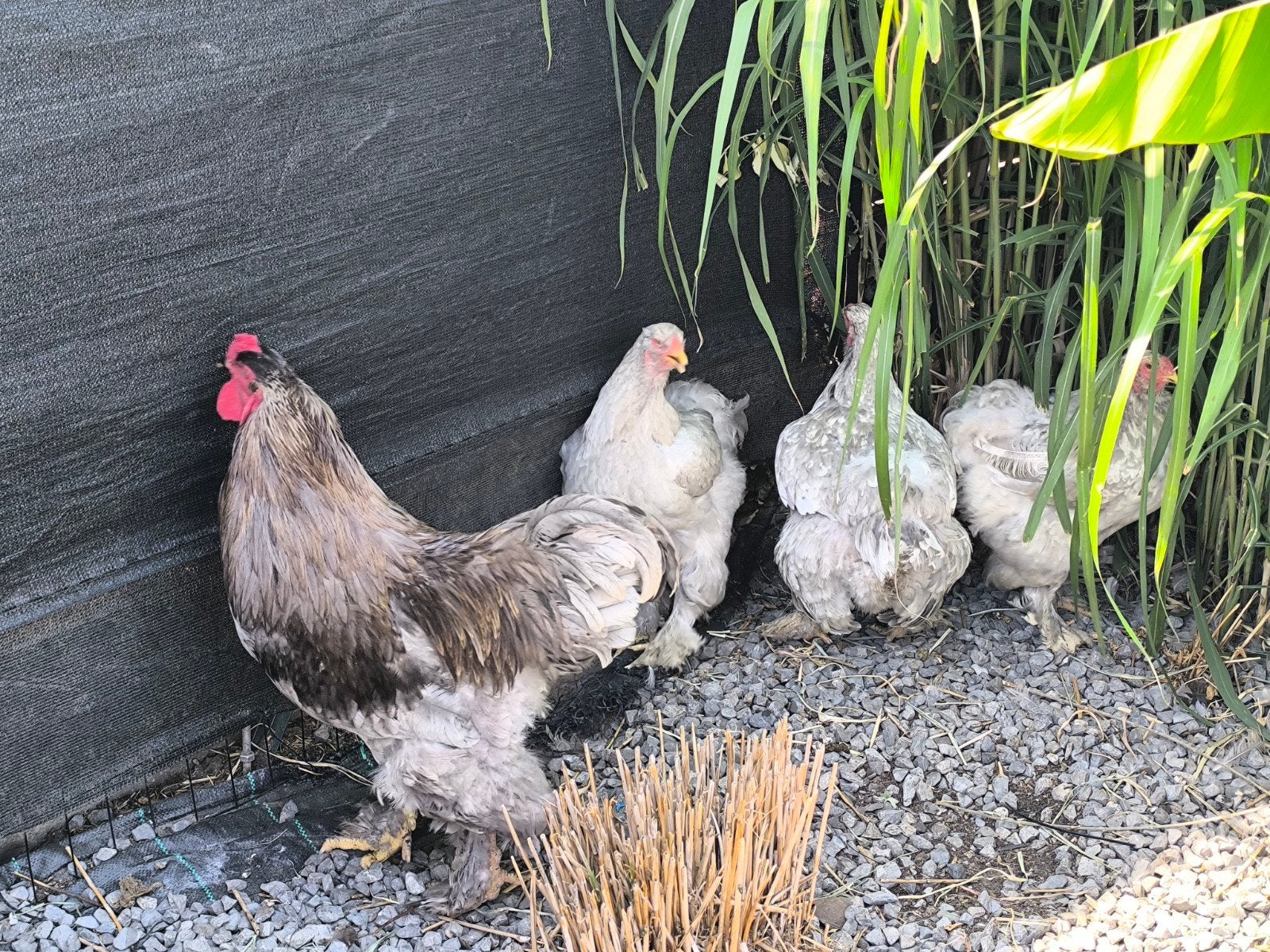 Brahma groothoender lavender wit gezoomd, Dieren en Toebehoren, Meerdere dieren, Kip