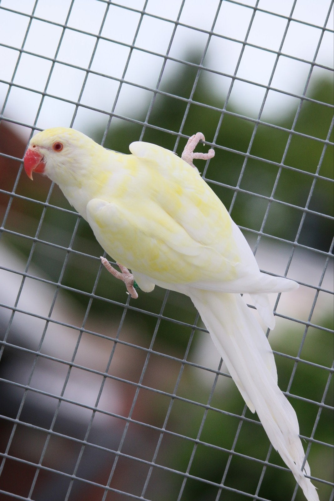 Halsbandparkiet Opaline Bleekstaart Turquoise Ino man 2026, Dieren en Toebehoren, Mannelijk, Parkiet, Geringd