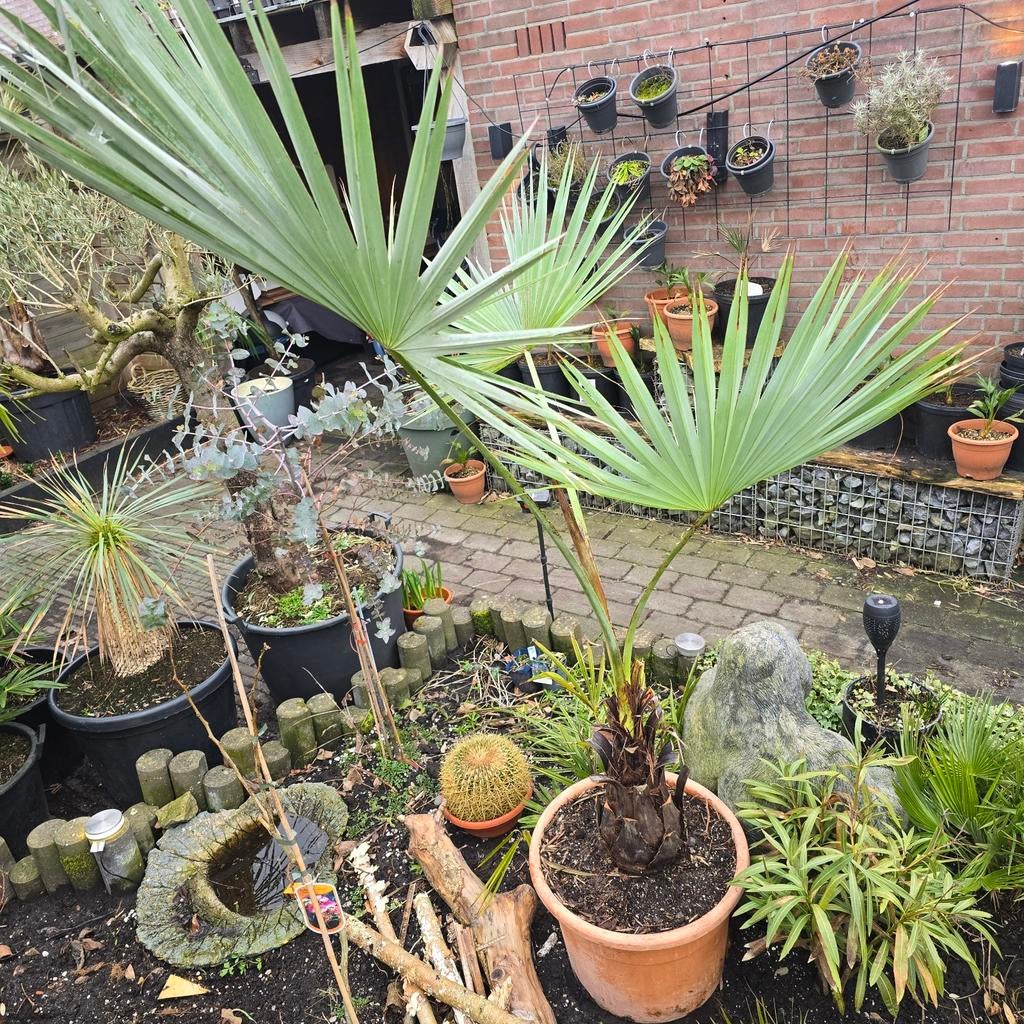 brahea armata palmboom, Tuin en Terras, Planten | Tuinplanten, Ophalen, Overige soorten, Volle zon