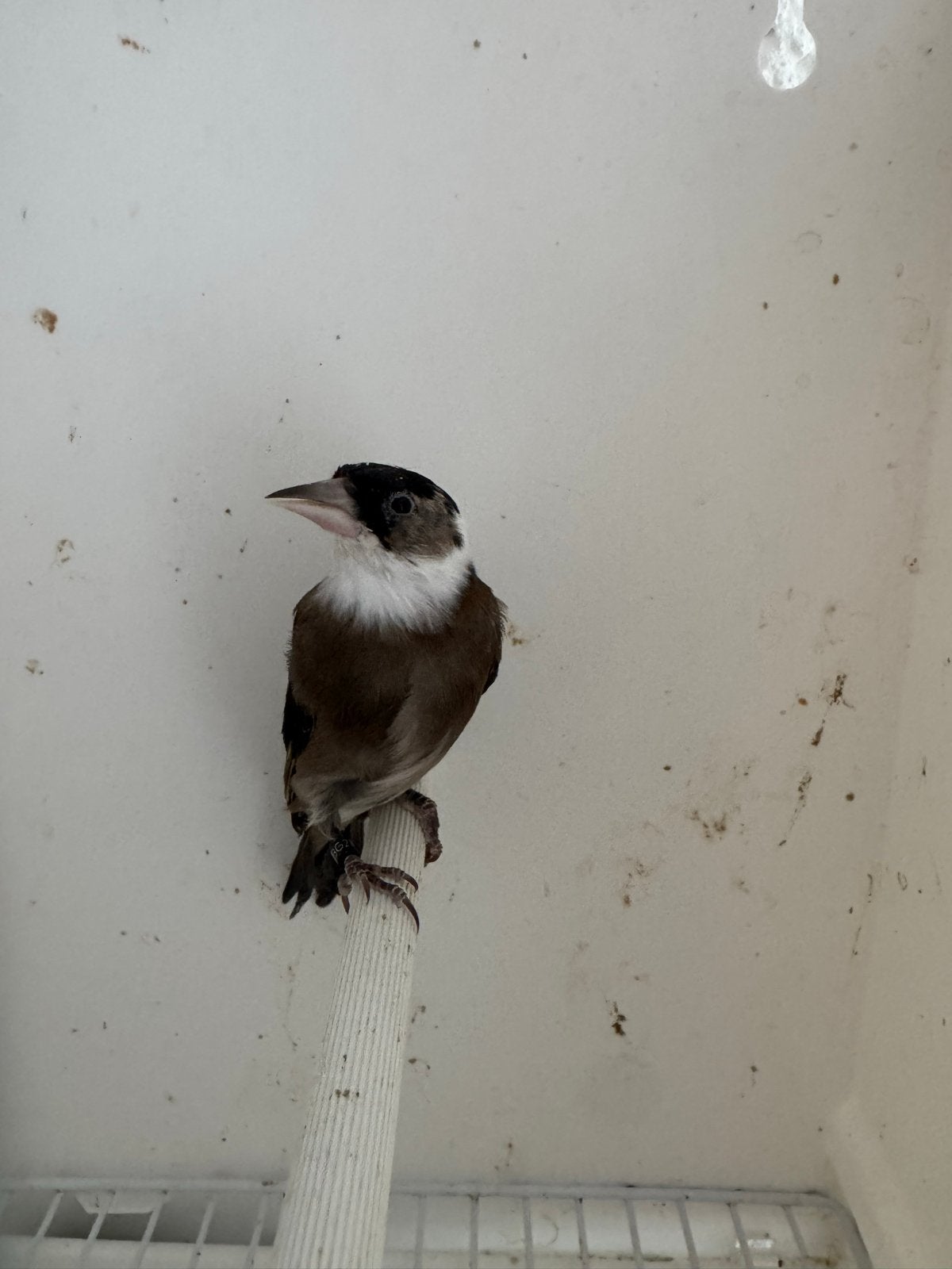 Parva putter, Dieren en Toebehoren, Wildzangvogel