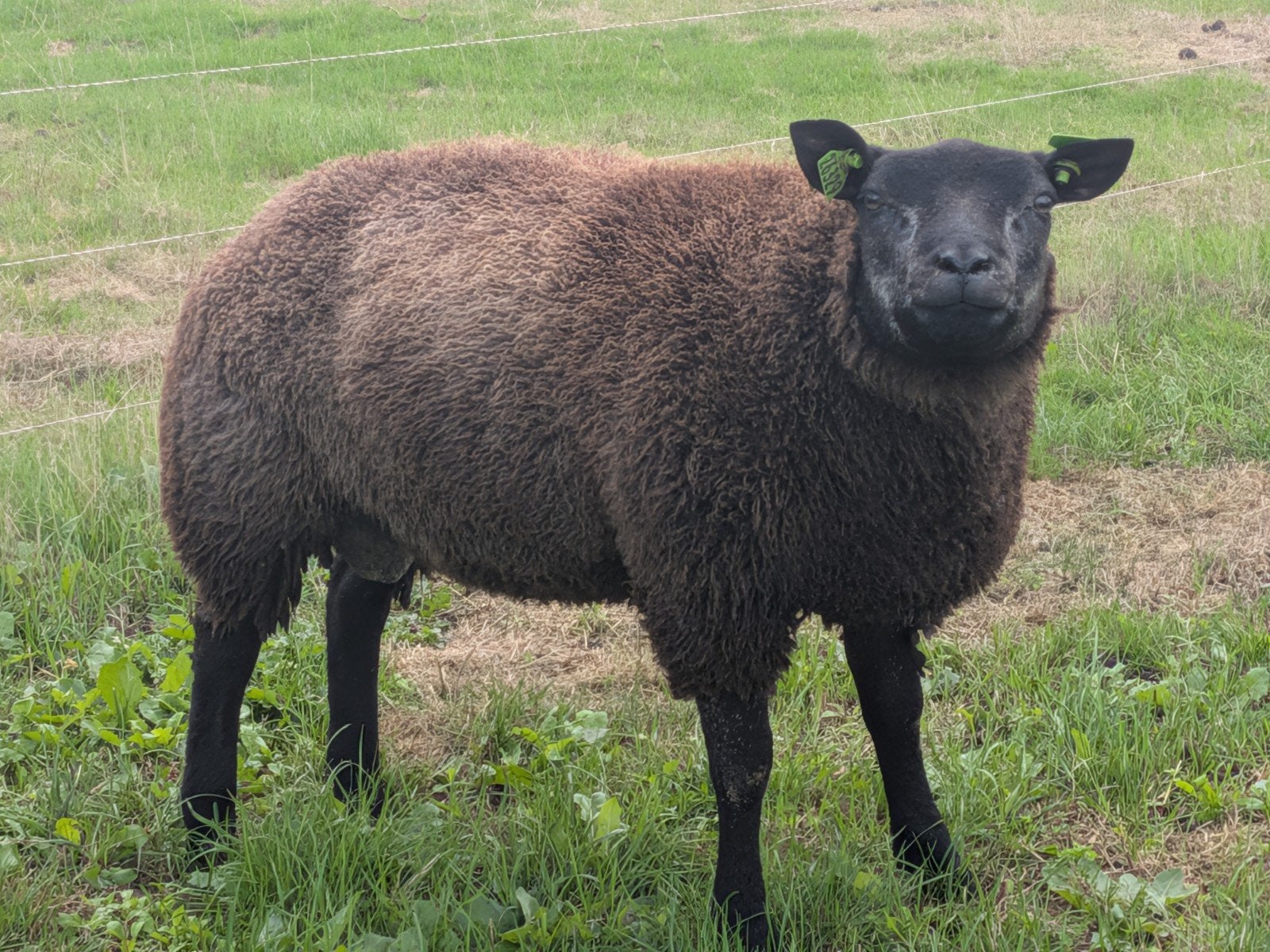 Blauwe Texelaar dekram ARR/ARR, Mannelijk, Schaap