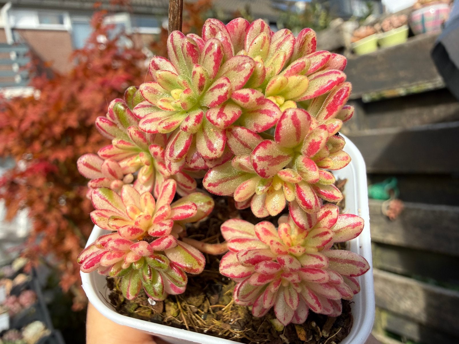 Aeonium x loartei Tavormin variegata/pot 5cm/vetplant, Ophalen of Verzenden, Overige soorten, Volle zon