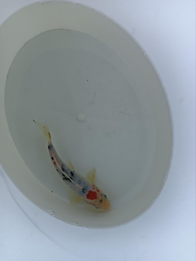 Japanse koi lengte 25 cm, Dieren en Toebehoren, Karper of Koi