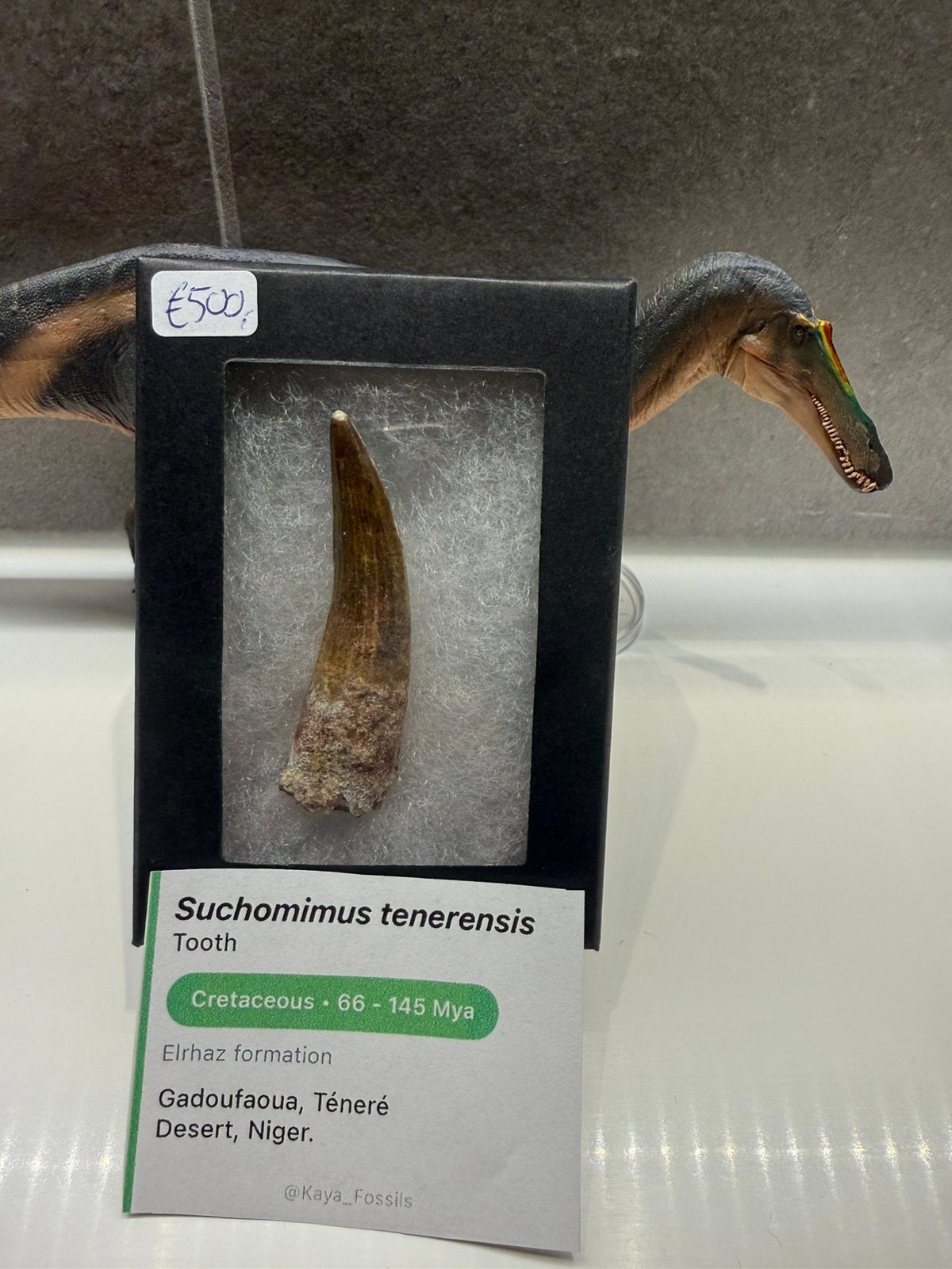 Top kwaliteit Suchomimus tand -  deels geowrteld, Ophalen of Verzenden, Fossiel