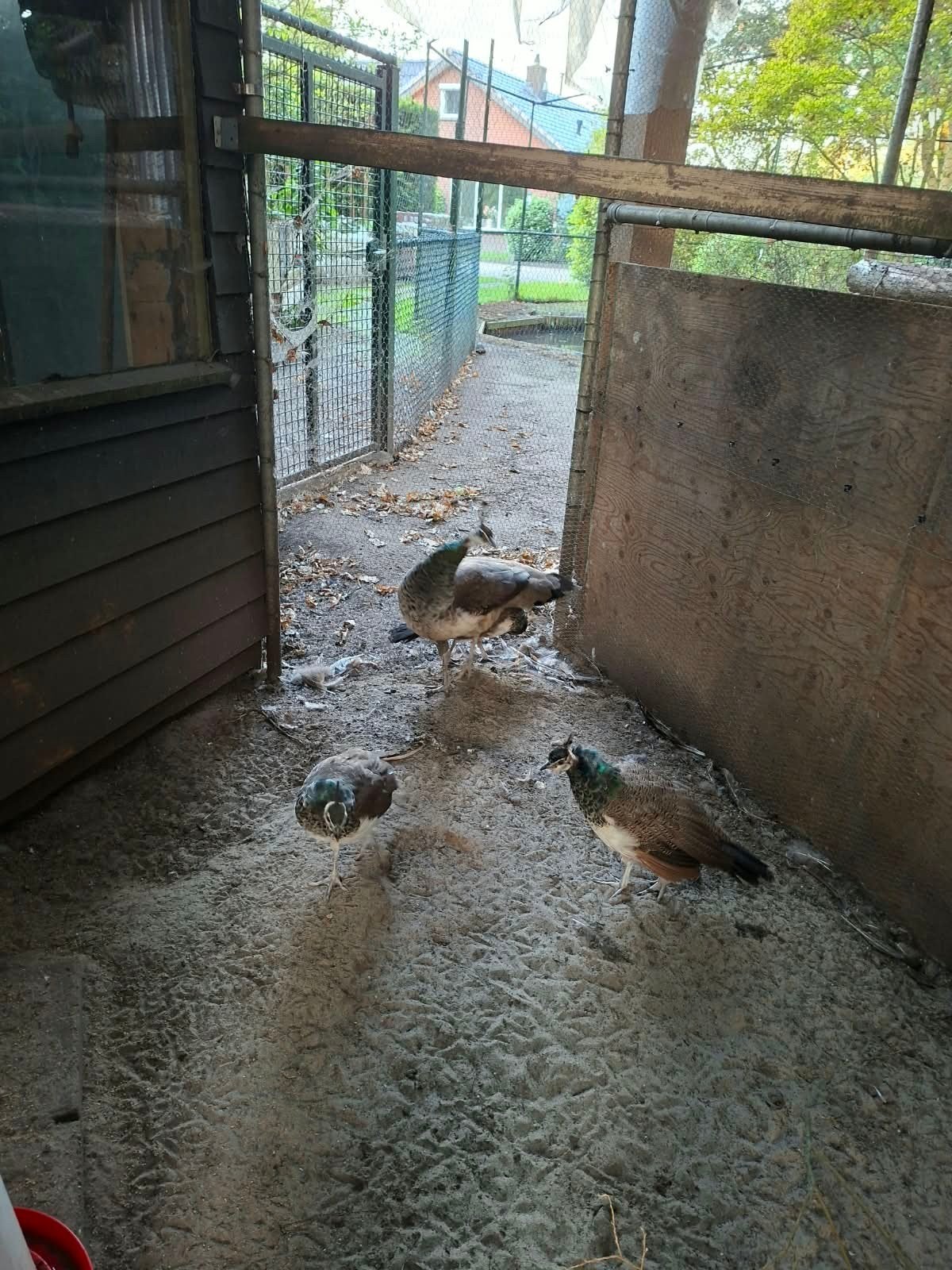 Jonge pauwen., Dieren en Toebehoren, Meerdere dieren, Overige soorten
